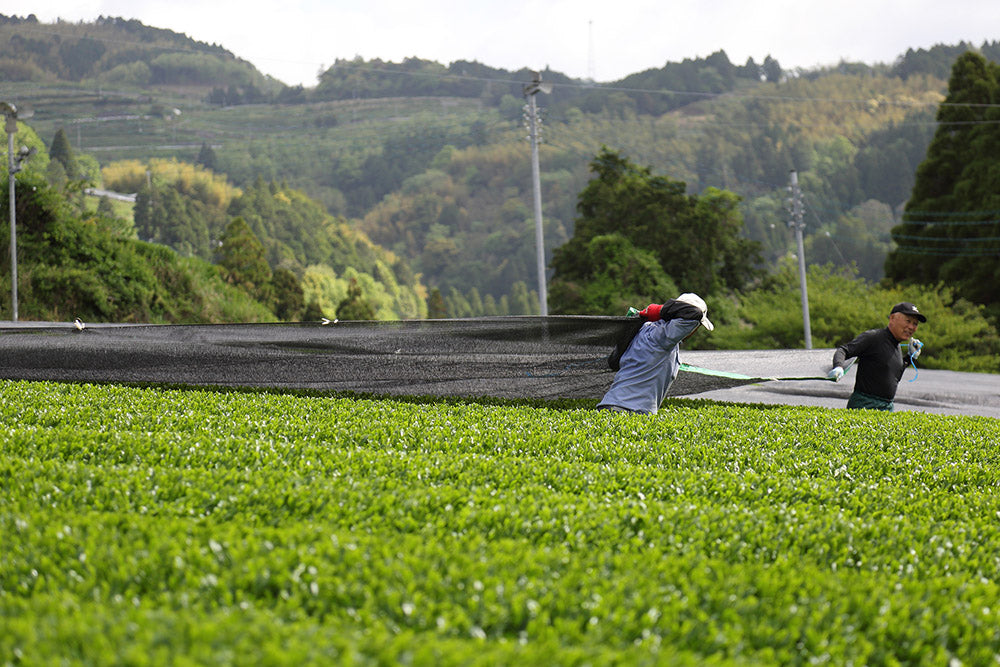 IYOKO: TEA TASTING BY ALEX AHEARN