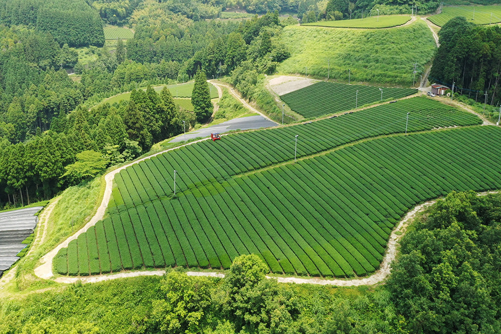 ISAMI : TEA TASTING BY ALEX AHEARN