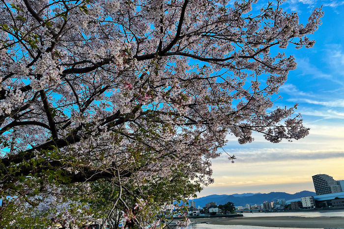 Cherry Blossoms 2026