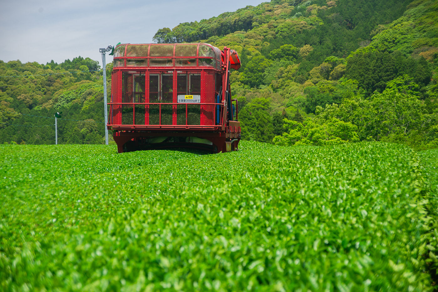 A tea harvest machine in a green tea field in Satsuma, Kagoshima