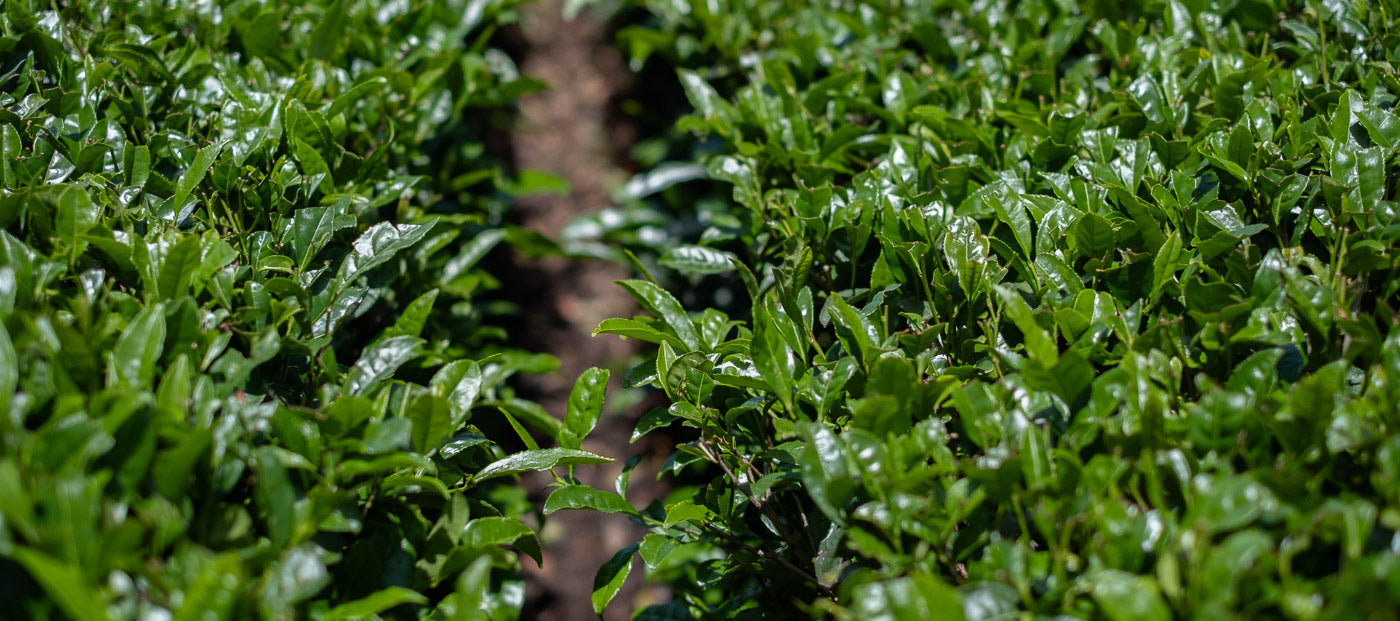 Ceremonial Vs. Culinary Matcha: Why 'Ceremonial Grade' Isn’t A Japanese Classification