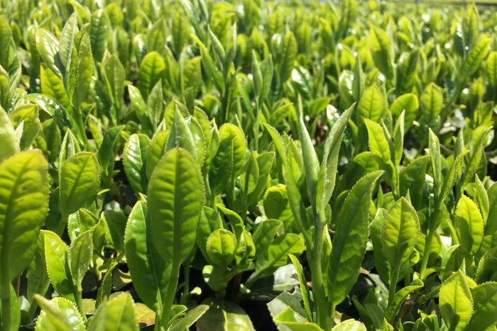 HAPPY INTERNATIONAL WOMEN'S DAY!