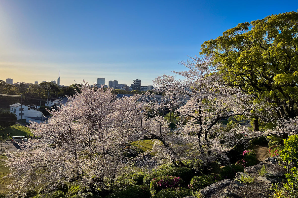 ikkyu-tea-sakura-2026-fukuoka-29.jpg