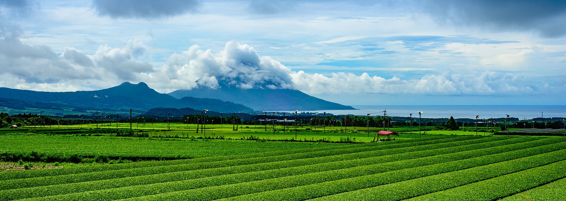 OUR TEA AREAS – Ikkyu Tea