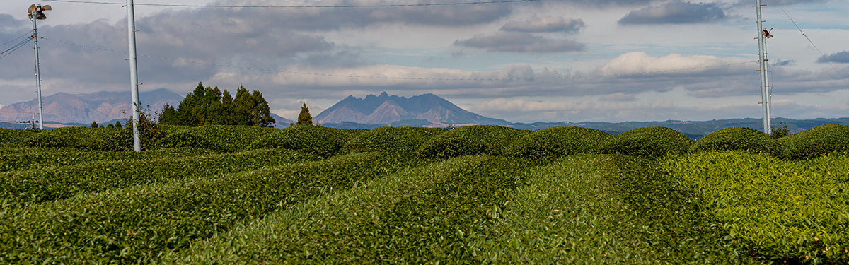 TOMOHA: TEA TASTING BY MÉLINA DA ROCHA – Ikkyu Tea